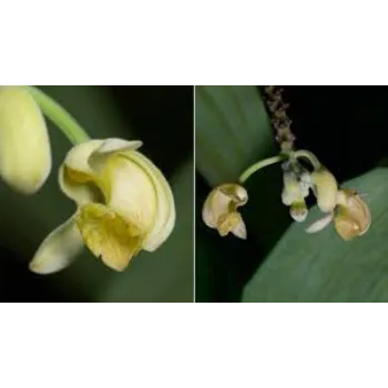 Different Orchid Flower